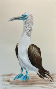 Blue footed booby acrylic painting